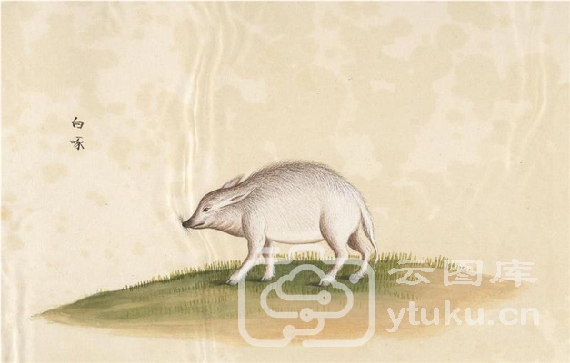 中国自然历史绘画·动物图谱-9 白啄