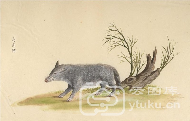 中国自然历史绘画·动物图谱-6 长尾猪