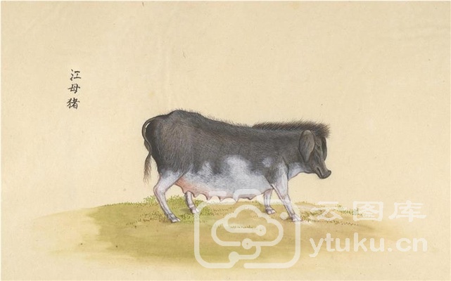 中国自然历史绘画·动物图谱-3 江母猪