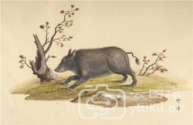 中国自然历史绘画·动物图谱-5 野猪