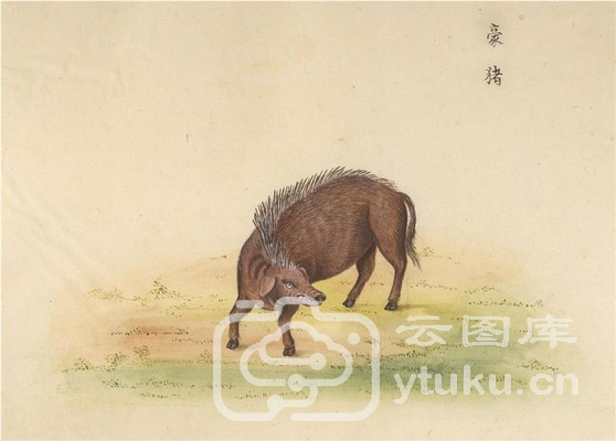 中国自然历史绘画·动物图谱-1 豪猪