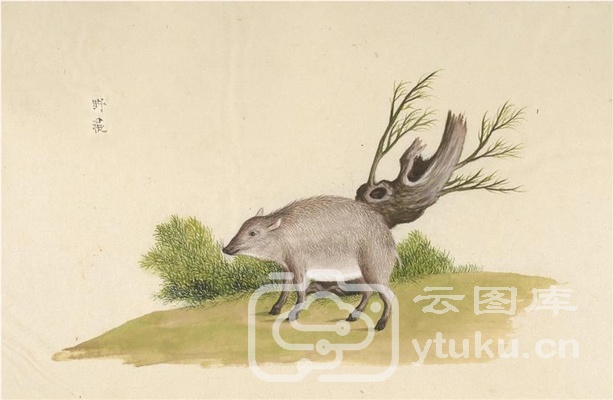 中国自然历史绘画·动物图谱-4 野彘