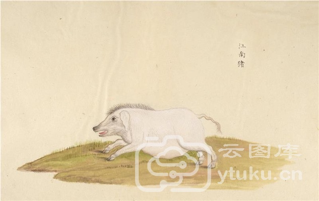 中国自然历史绘画·动物图谱-2 江南猪