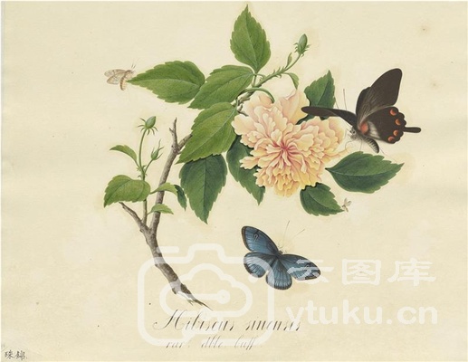 奥地利国家图书馆藏外销画册·花草蝶虫-19 珠锦