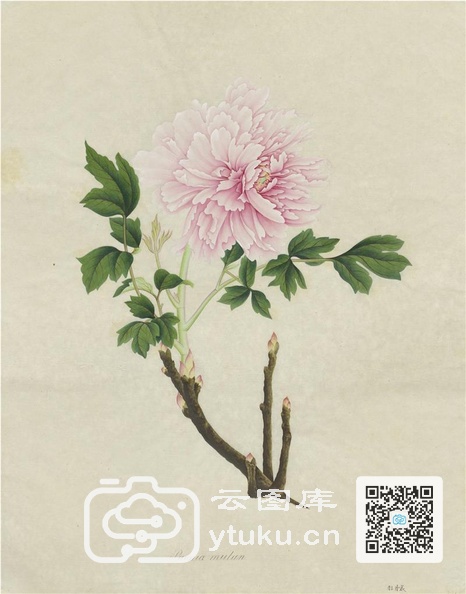 奥地利国家图书馆藏外销画册·花卉果木(辑2)-55 牡丹花.jpg