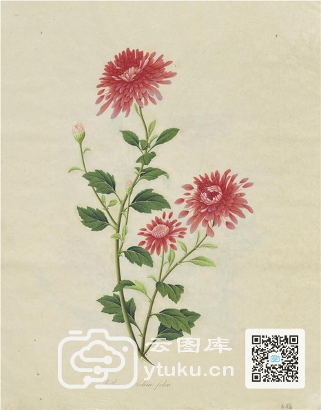 奥地利国家图书馆藏外销画册·花卉果木(辑2)-53.jpg
