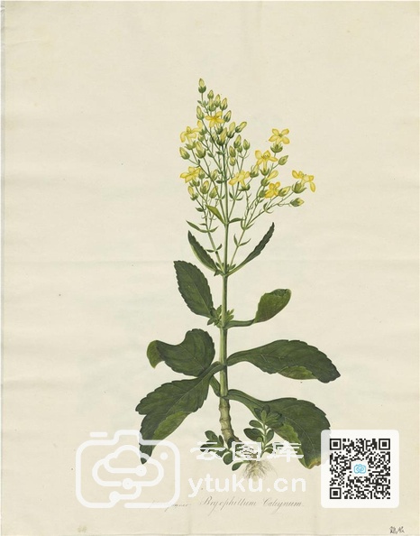 奥地利国家图书馆藏外销画册·花卉果木(辑2)-47 鸡眼.jpg