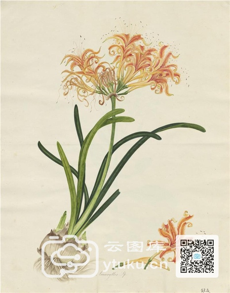 奥地利国家图书馆藏外销画册·花卉果木(辑2)-46 锐衣.jpg