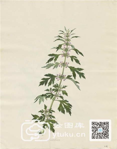 奥地利国家图书馆藏外销画册·花卉果木(辑2)-44 乂花.jpg