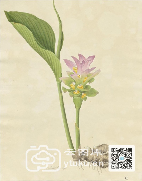 奥地利国家图书馆藏外销画册·花卉果木(辑2)-38.jpg