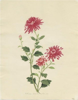奥地利国家图书馆藏外销画册·花卉果木(辑2)-32 红菊