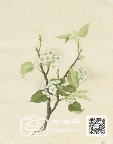 奥地利国家图书馆藏外销画册·花卉果木(辑2)-29 沙梨花.jpg