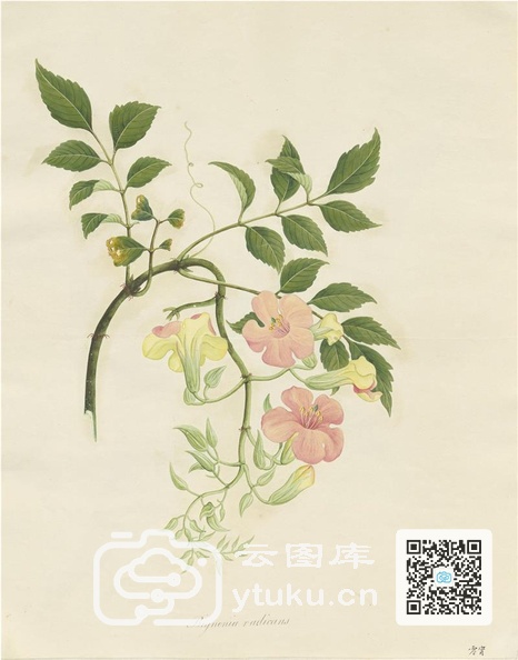 奥地利国家图书馆藏外销画册·花卉果木(辑2)-27 零(凌)霄.jpg