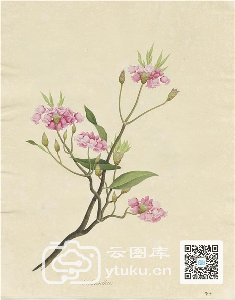 奥地利国家图书馆藏外销画册·花卉果木(辑2)-26 吊中(钟).jpg