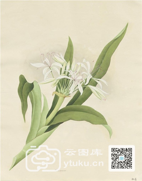 奥地利国家图书馆藏外销画册·花卉果木(辑2)-28 文士兰.jpg