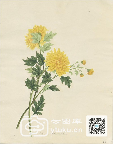 奥地利国家图书馆藏外销画册·花卉果木(辑2)-22 黄菊.jpg