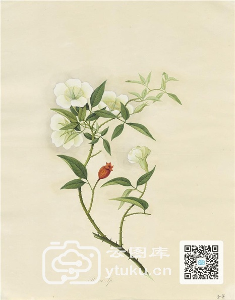 奥地利国家图书馆藏外销画册·花卉果木(辑2)-19 金英.jpg