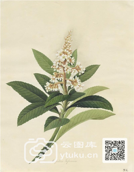 奥地利国家图书馆藏外销画册·花卉果木(辑2)-17.jpg