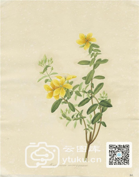 奥地利国家图书馆藏外销画册·花卉果木(辑2)-14 黄花.jpg