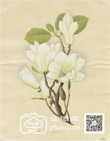 奥地利国家图书馆藏外销画册·花卉果木(辑2)-16 玉兰花.jpg
