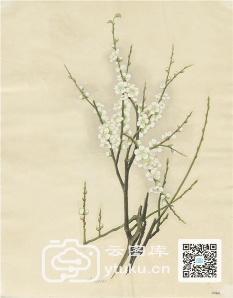 奥地利国家图书馆藏外销画册·花卉果木(辑2)-7 白梅花.jpg