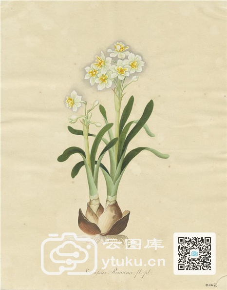 奥地利国家图书馆藏外销画册·花卉果木(辑2)-4 水仙花.jpg