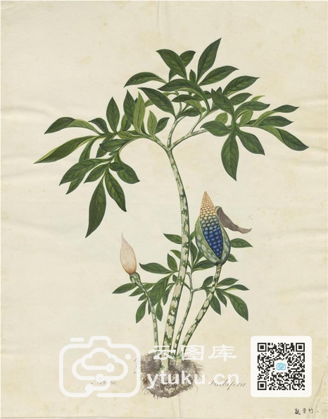 奥地利国家图书馆藏外销画册·花卉果木(辑2)-2 观音竹.jpg