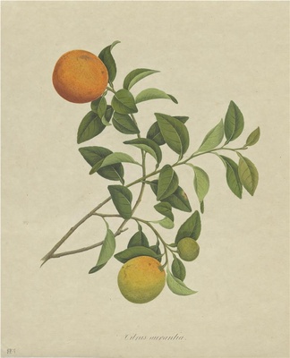 奥地利国家图书馆藏外销画册·花卉果木(辑1)-54 橙子