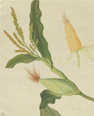 奥地利国家图书馆藏外销画册·花卉果木(辑1)-51 粟米(玉米)