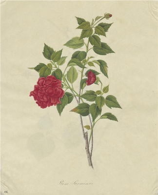 奥地利国家图书馆藏外销画册·花卉果木(辑1)-22 红花