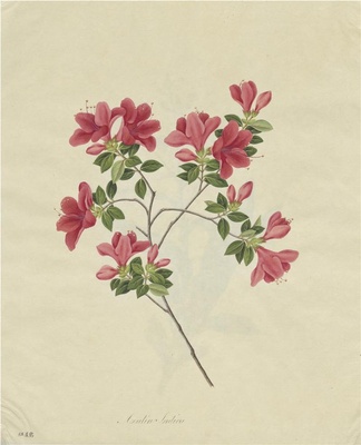 奥地利国家图书馆藏外销画册·花卉果木(辑1)-20 红道鹃