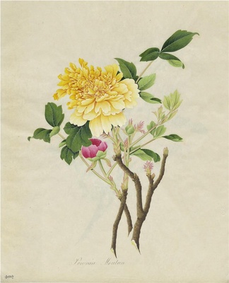 奥地利国家图书馆藏外销画册·花卉果木(辑1)-8 黄牡丹