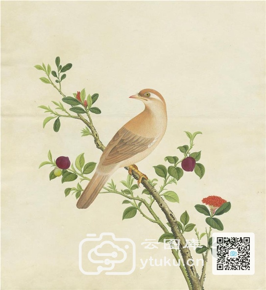 奥地利国家图书馆藏外销画册·花鸟图(辑2)-37.jpg