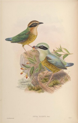 K-约翰·古尔德《亚洲鸟类图谱》