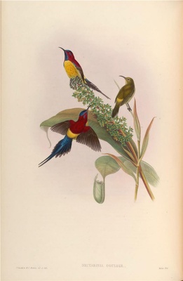 亚洲鸟类-102 Nectarinia Gouldiae