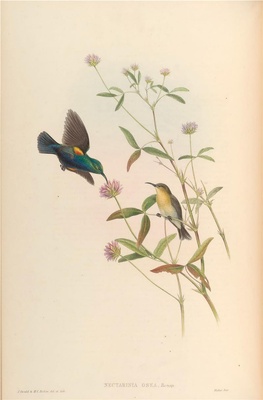 亚洲鸟类-099 Nectarinia Osea