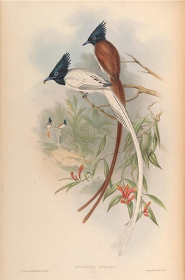 亚洲鸟类-094 Muscipeta Paradisi