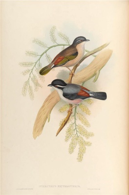 亚洲鸟类-090 Pteruthius Erythropteru