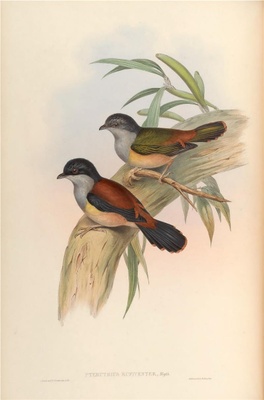 亚洲鸟类-091 棕腹鵙鹛