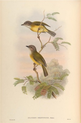 亚洲鸟类-088 Hyloterpe Philippinensi