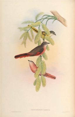 亚洲鸟类-086 粉红山椒鸟