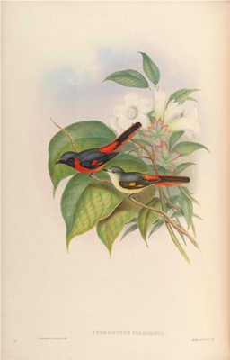 亚洲鸟类-085 Pericrocotus Peregrinus