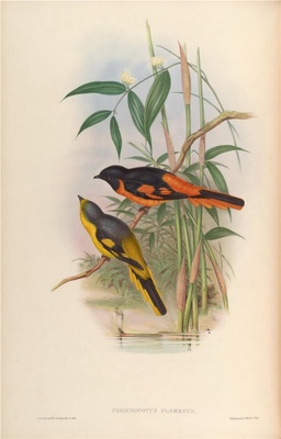 亚洲鸟类-084 Pericrocotus Flammeus