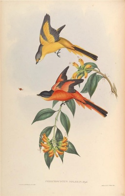 亚洲鸟类-081 灰喉山椒鸟