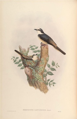 亚洲鸟类-080 Pericocotis Cantonensis