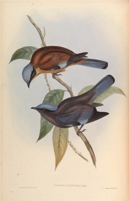 亚洲鸟类-078 紫宽嘴鸫