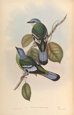 亚洲鸟类-077 绿宽嘴鸫