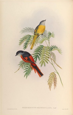 亚洲鸟类-079 Pericrocotus Griseigula