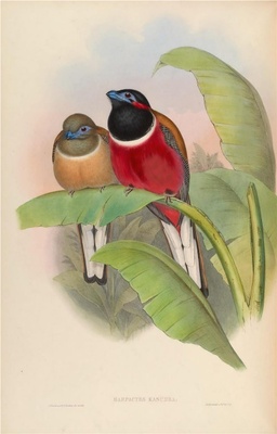 亚洲鸟类-074 红枕咬鹃