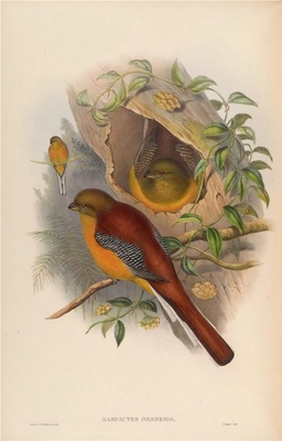 亚洲鸟类-071 橙胸咬鹃
